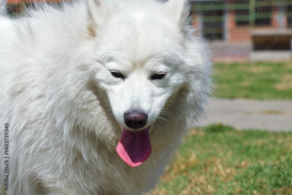 Obraz premium The white canine poses outside at noon on green grass beneath bright sunlight showing excitement and energy as it pants happily near tall structures with power lines.