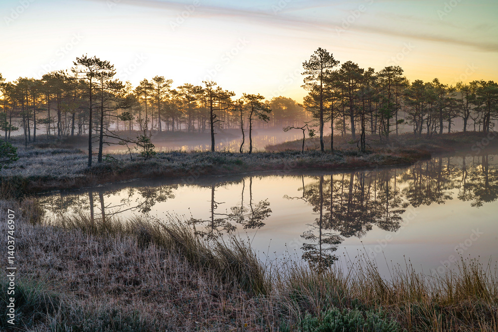Obraz premium Swamp landscape before sunrise