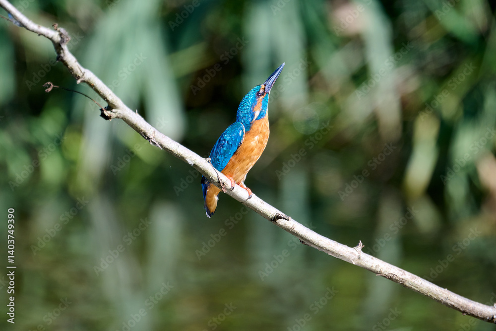 kingfisher on a branch