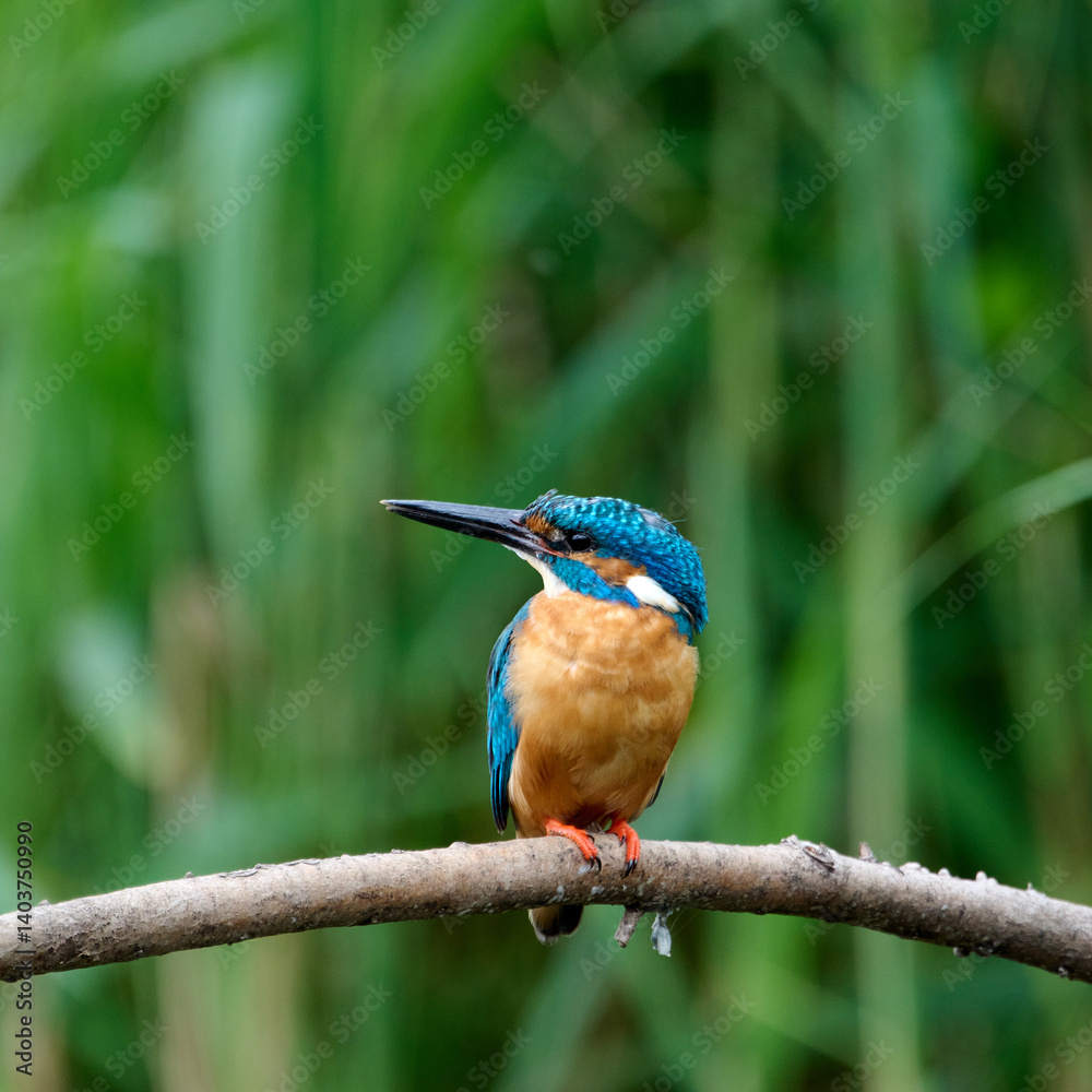 Fototapeta premium kingfisher on a branch
