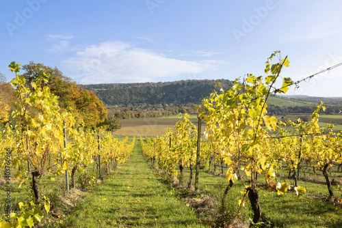 Vines on a sunny early morning in autumn pointing towards Box Hill in the Surrey Hills, Dorking