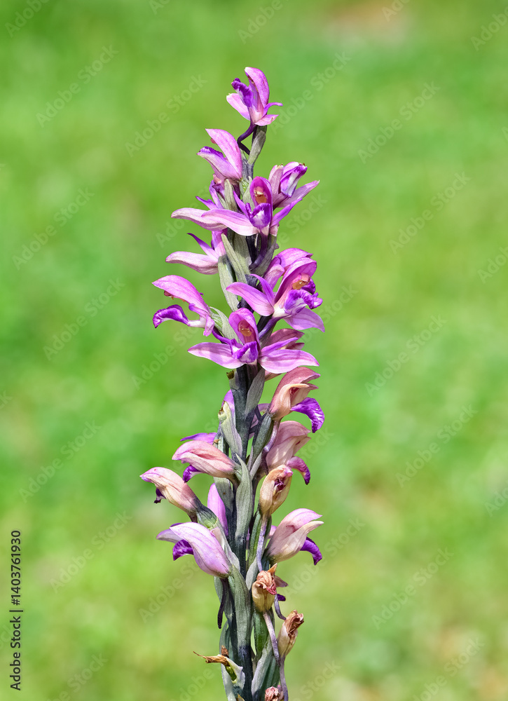 Obraz premium photographs of wild plants and wildflowers. photos of purple wild orchids.
