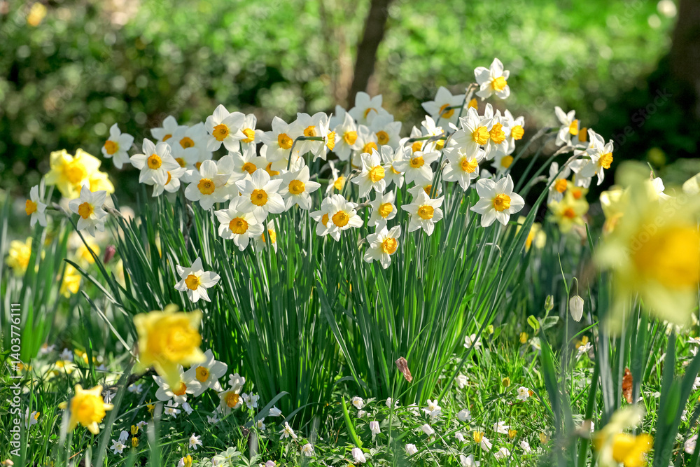Fototapeta premium White and orange Narcissus ‘Flower Record’ large cupped daffodil in bloom.