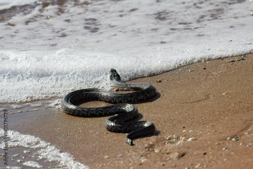 Slika na platnu Big black water-snake on the seashore