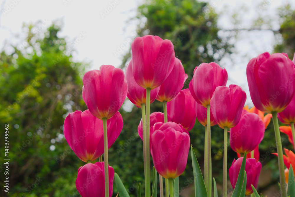 Cultivars of tulips in bloom.