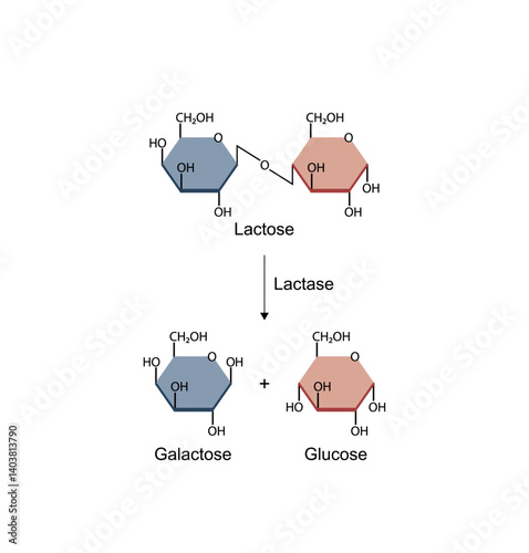 Lactose digestion. Carbohydrates digestion. Lactase enzymes catalyze disaccharide lactose molecule to glucose and galactose. Glucose sugar formation. Scientific Diagram. Vector Illustration.
