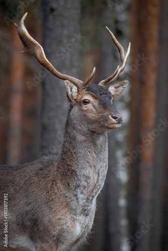 A Eurasian male deer portrait. Close-up of a Eurasian male deer with horns in the forest.	