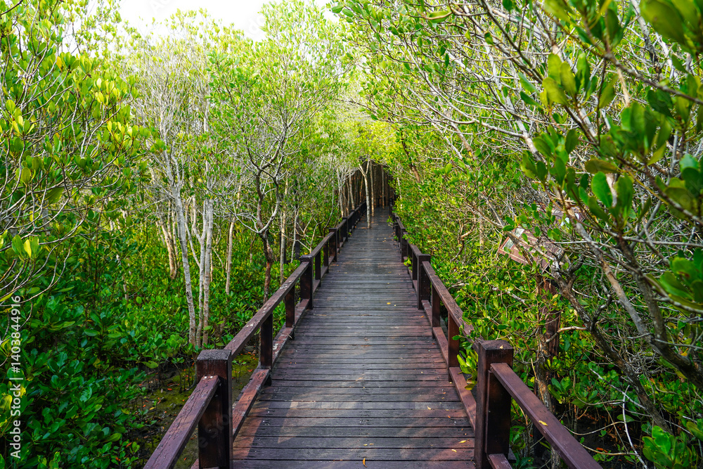 Wooden footbridge in nature mangrove forest for trail route. Walking bridge, a suspension bridge across jungle, path way at the PranBuri Forest Park,Prachuap Khiri Khan, Thailand. Wooden footbridge in nature mangrove forest for trail route. Walking bridge, a suspension bridge across jungle, path way at the PranBuri Forest Park,Prachuap Khiri Khan, Thailand.