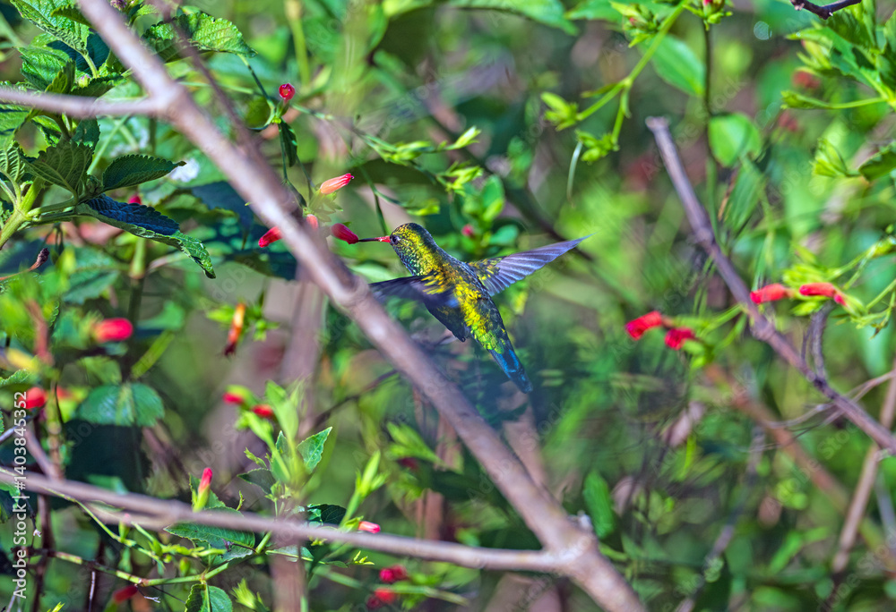 A Green Violetear Hovering While Feeding