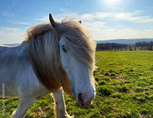 A horse with a flowing mane stands in a sunlit pasture, The distant horizon and clear blue sky provide a backdrop that highlights a peaceful countryside setting near, Bolton Woods, Bradford, UK