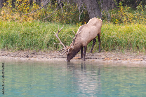 Large Bull Elk with antlers in long grass in Autum beside the forest in Banff National Park