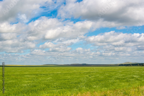 In summer, a field of green wheat and a sky with clouds