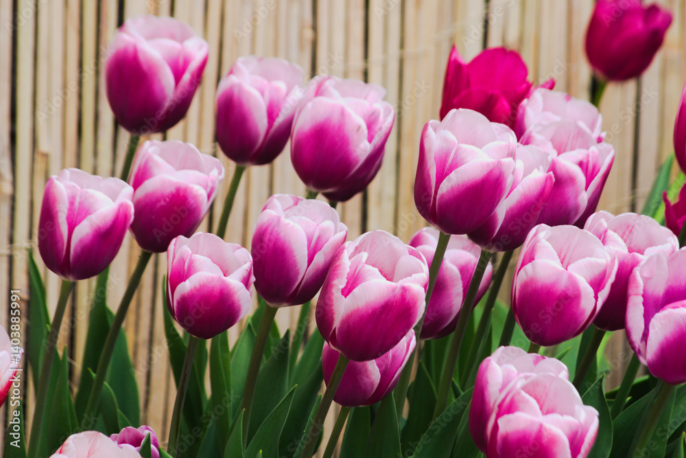 Cultivars of tulips in bloom. Cultivars of tulips in bloom.