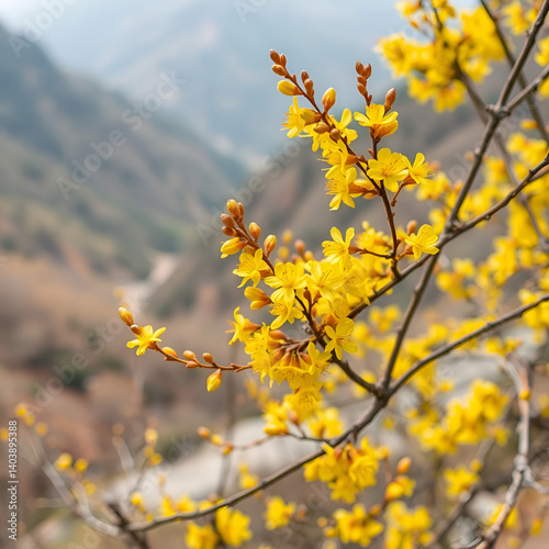 Blooming forsythia flowers in mountainous regions of western Henan