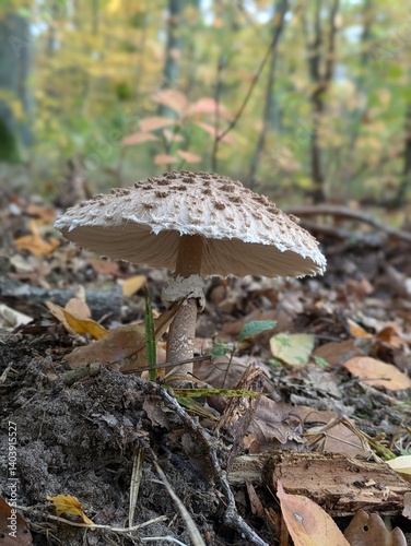 Plakat mushroom in the forest