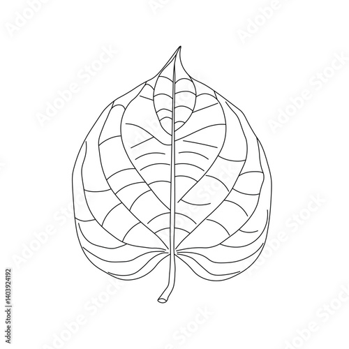 continuous line drawing of vector illustration of different type of leaves.