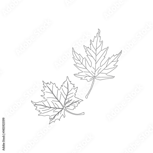 continuous line drawing of vector illustration of different type of leaves.