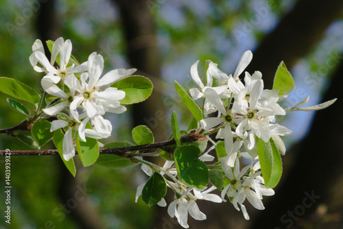 Blooming of Amelanchier ovalis commonly known as serviceberry shrub.