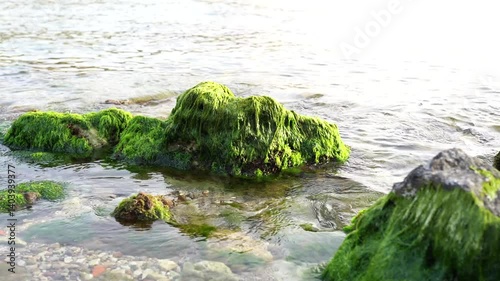 Wallpaper Mural Green algae on a rock in the middle of the sea. Torontodigital.ca