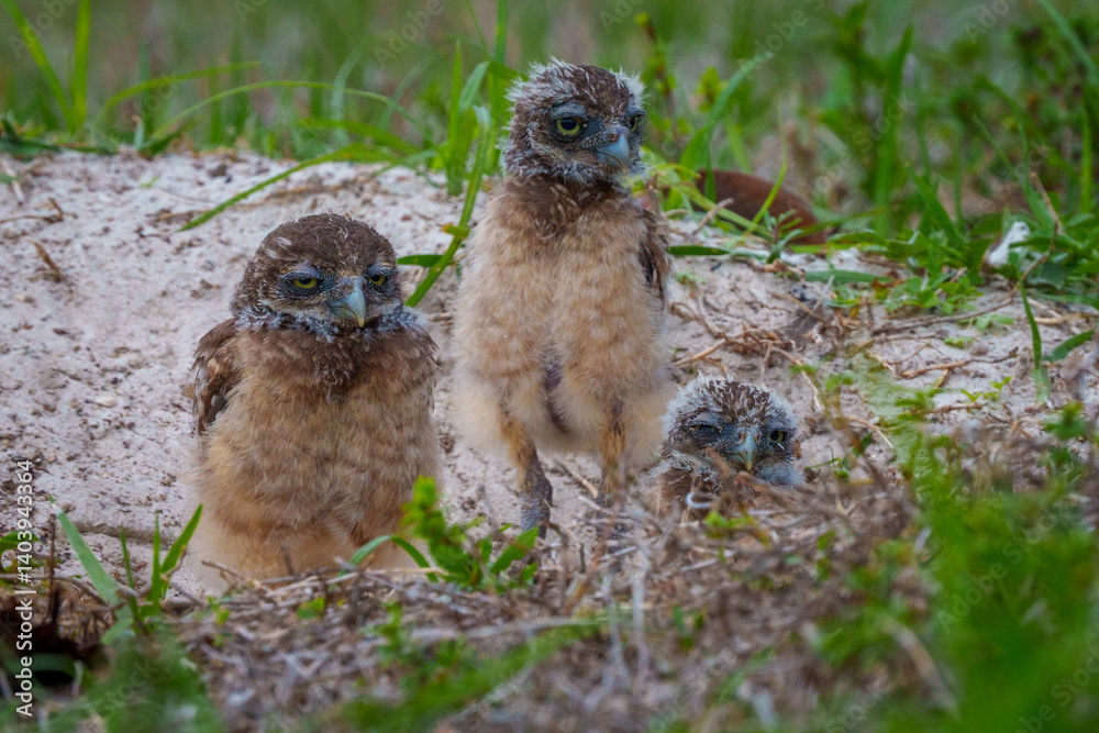 Burrowing Owl chicks waiting at the den for their mom Burrowing Owl chicks waiting at the den for their mom