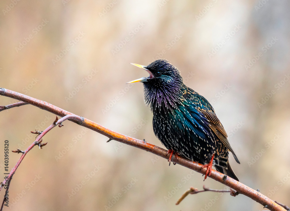 Fototapeta premium bright and beautiful male starling bird sitting on a branch in a spring garden and singing invitingly