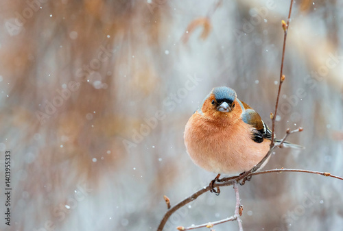 bird male chaffinch sitting in spring park under falling snow
