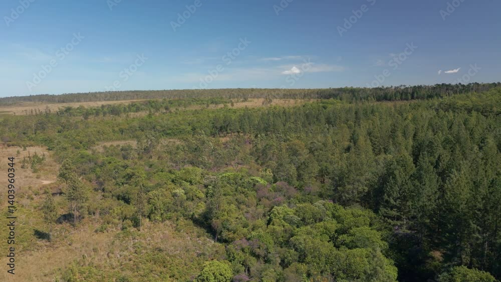 Drone avança sobre vegetação mista de cerrado e pinheiros sob céu azul