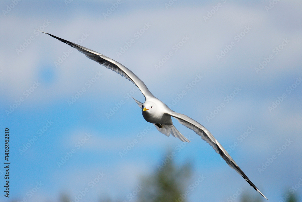 Common gull (Larus canus) flying. Blue summer sky in the background. Common gull (Larus canus) flying. Blue summer sky in the background.