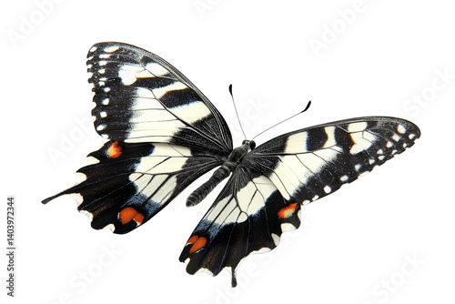 A striking butterfly with white and black patterned wings punctuated by small orange accents on its tips