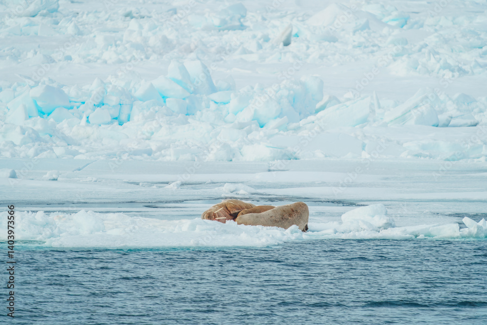 Fototapeta premium Sleeping Walruses 