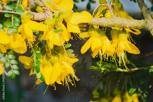 Flowers of Sophora microphylla, commonly known as weeping kōwhai and small-leaved kōwhai, photo