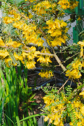Flowers of Sophora microphylla, commonly known as weeping kōwhai and small-leaved kōwhai,