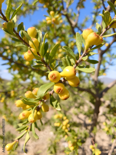 Wallpaper Mural Pistacia lentiscus L, commonly known as lentisk or mastic is a dioecious evergreen shrub or small tree of the genus Pistacia. Sardinia. Italy. Torontodigital.ca