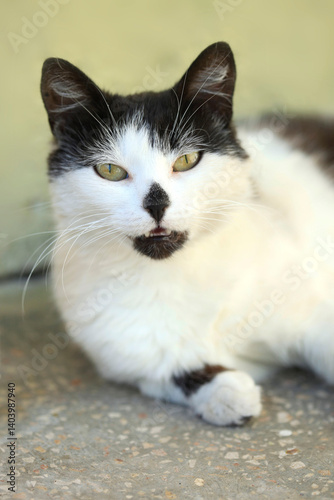 Portrait of cute street cat