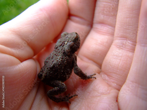 A small toad in the palm of your hand: a touch of nature