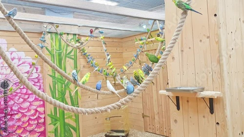 Variety of parrots sitting on the ropes and flying in the aviary. Feathered