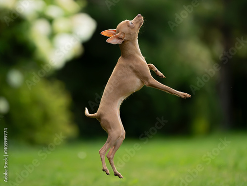 Fototapeta Naklejka Na Ścianę i Meble -  Rosyjski Toy