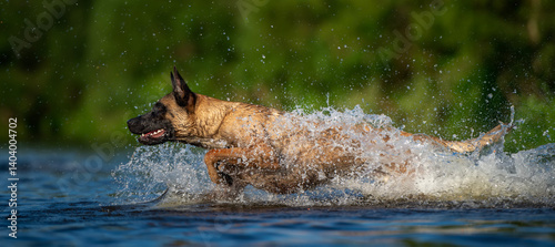 Belgian Malinois Running Through Water Creating Big Splash in Nature