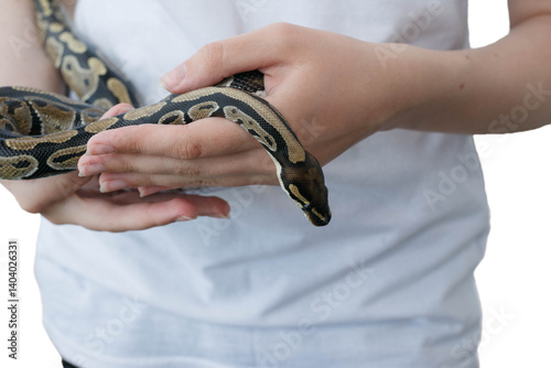 Hands of a girl and a young royal snake. A non-poisonous snake.