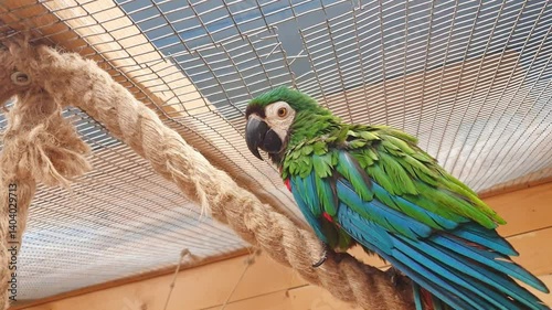Zoom in footage of the chestnut fronted macaw. Birds