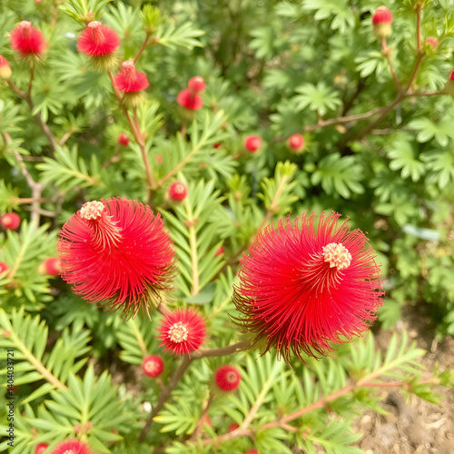 Crimson bottlebrush
