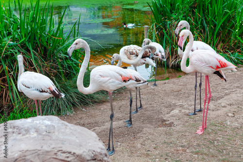 Serene group of flamingos gathered near tranquil pond, surrounded by lush greenery. Their feathers display soft hues of pink and white, with some birds standing gracefully on one leg 