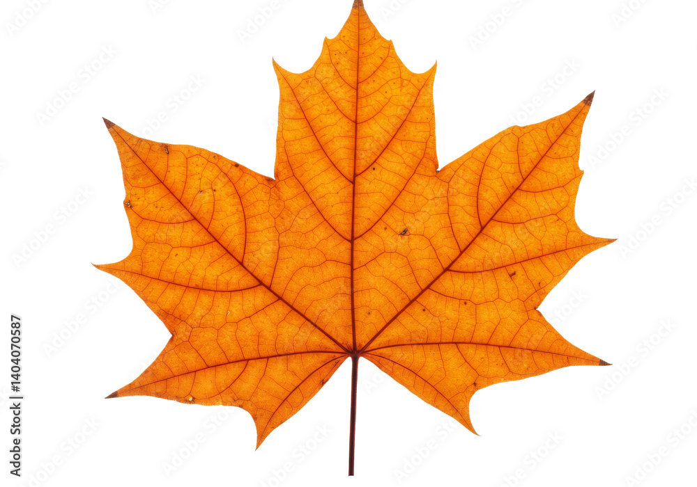 A vibrant orange maple leaf with visible veins and natural imperfections, isolated on a white background. Perfect for autumn-themed designs and seasonal decorations A vibrant orange maple leaf with visible veins and natural imperfections, isolated on a white background. Perfect for autumn-themed designs and seasonal decorations
