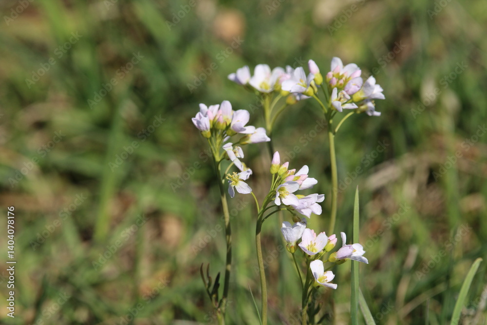 The cuckoo flower that blooms before Pentecost is also edible. The flowers have a spicy aftertaste, somewhat like radishes. The petals are lilac-pink, often with violet veins. Cardamine pratensis The cuckoo flower that blooms before Pentecost is also edible. The flowers have a spicy aftertaste, somewhat like radishes. The petals are lilac-pink, often with violet veins. Cardamine pratensis