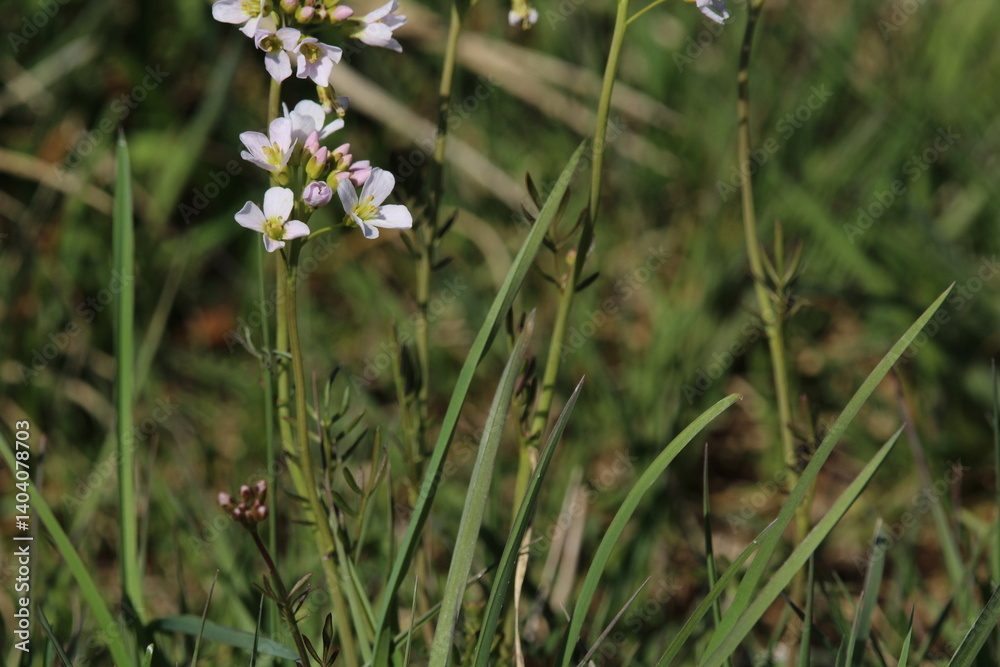 The cuckoo flower that blooms before Pentecost is also edible. The flowers have a spicy aftertaste, somewhat like radishes. The petals are lilac-pink, often with violet veins. Cardamine pratensis The cuckoo flower that blooms before Pentecost is also edible. The flowers have a spicy aftertaste, somewhat like radishes. The petals are lilac-pink, often with violet veins. Cardamine pratensis
