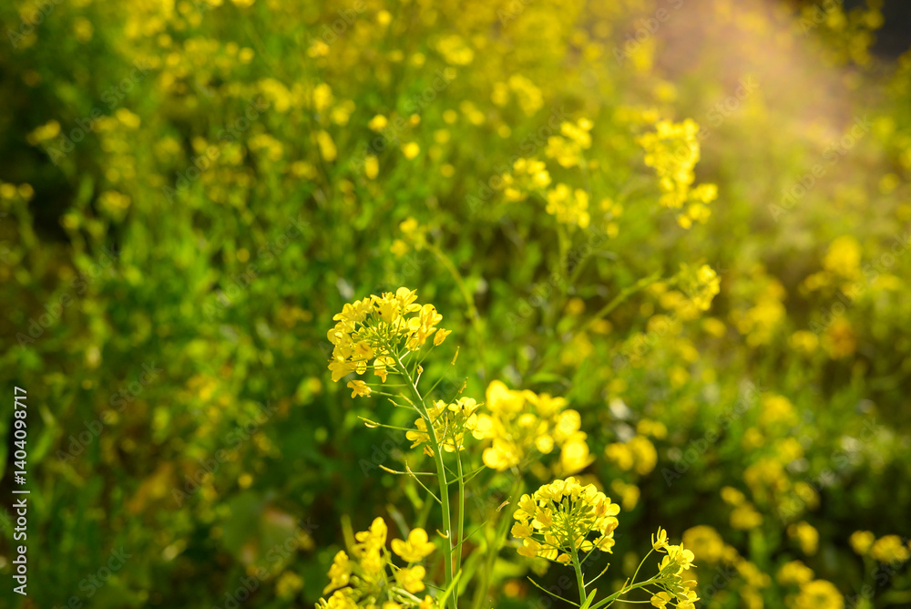 Obraz premium rapeseed field yellow bloom closeup canola flowers in field agricultural