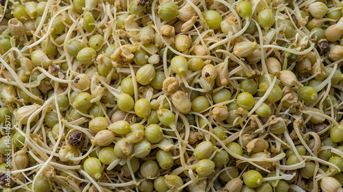 Mix of various germinated sprouts isolated