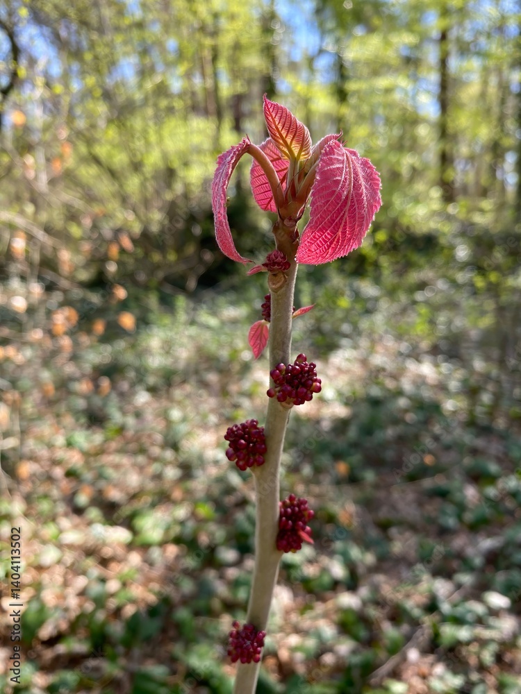 New Red Leaves and Buds on Spring Stem New Red Leaves and Buds on Spring Stem