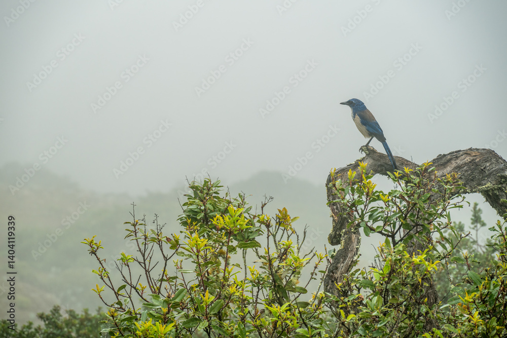 Island Scrub-Jay Pauses On Gnarly Branch On Foggy Day
