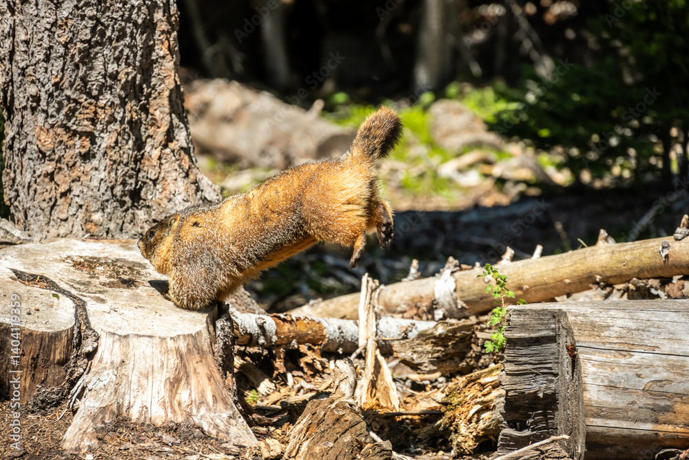 Jumping Marmot Lands On Tree Stump